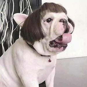 Dog Wig 🎃 Hysterical Funny Gift Puppy Halloween Costume